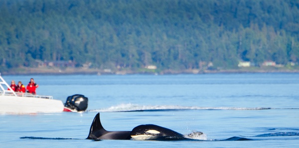 Pacific Rim Whales and Bears Couples holiday experience