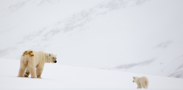 Svalbard Explorer Fly, Cruise and Stay Tours and ocean cruise holiday experience